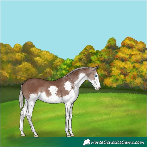 Horse Color:Silver Black Splash Varnish 
