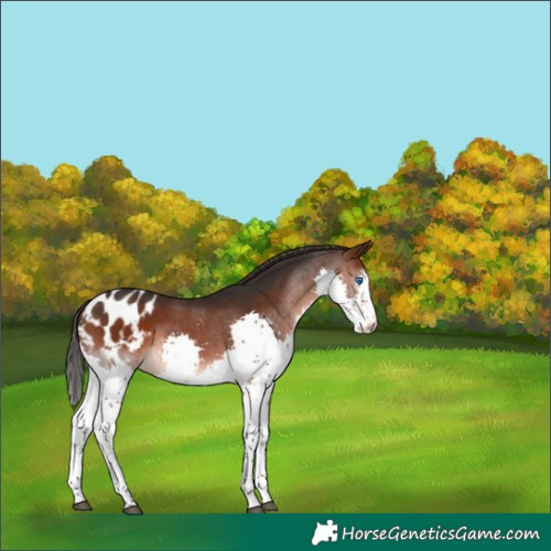 Horse Color:Brown Splash Appaloosa 