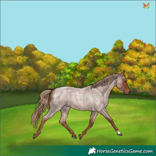 Horse Color:Red Roan 