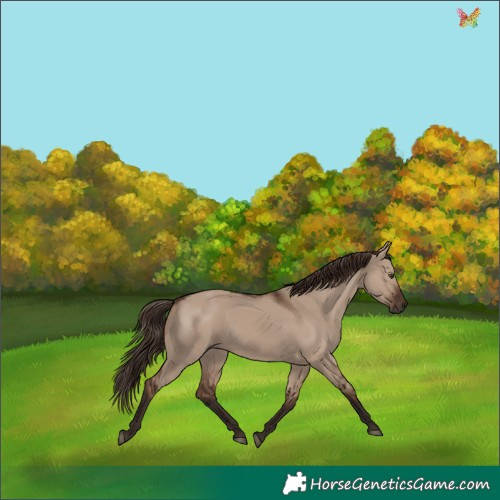 Horse Color:Liver Red Dun Rabicano 