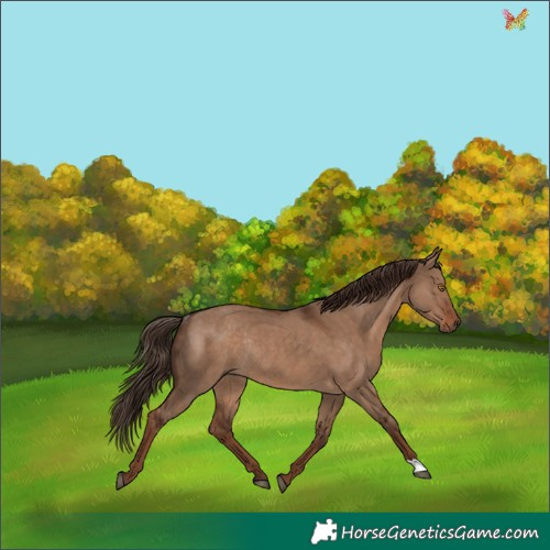 Horse Color:Liver Red Dun Rabicano 