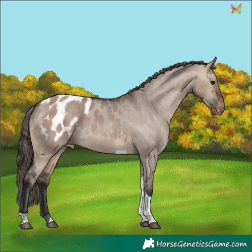 Horse Color:Bay Dun Tobiano Appaloosa 
