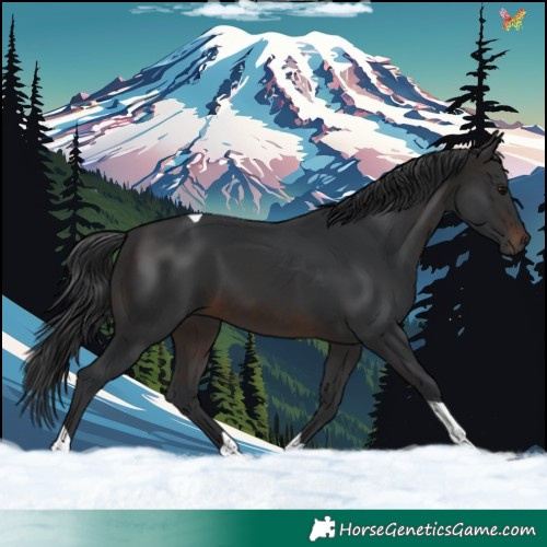 Horse Color:Brown Tobiano 