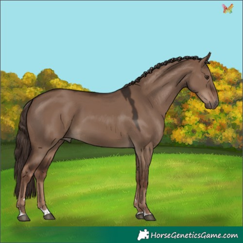 Horse Color:Liver Red Dun 