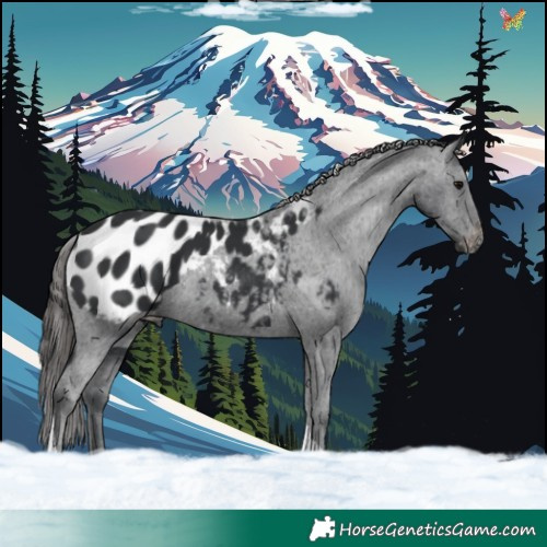 Horse Color:Black Tobiano Appaloosa 