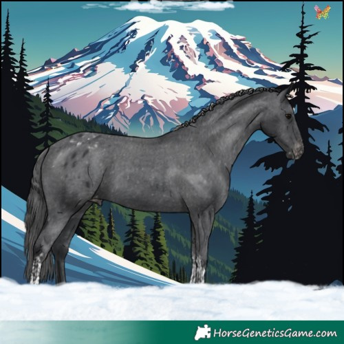 Horse Color:Black Tobiano Appaloosa Rabicano 