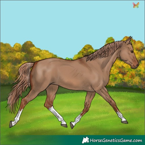 Horse Color:White Spotted Red Dun 