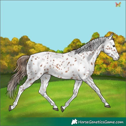 Horse Color:White Spotted Chestnut Appaloosa 