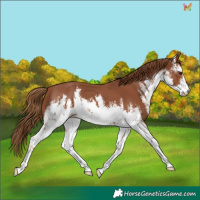 Horse Color:White Spotted Chestnut 
