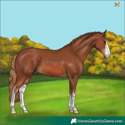 Horse Color:White Spotted Chestnut 