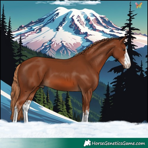 Horse Color:White Spotted Chestnut 