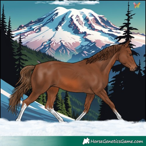 Horse Color:White Spotted Chestnut 