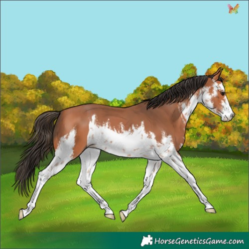 Horse Color:White Spotted Bay 