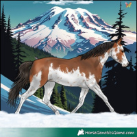 Horse Color:White Spotted Bay 