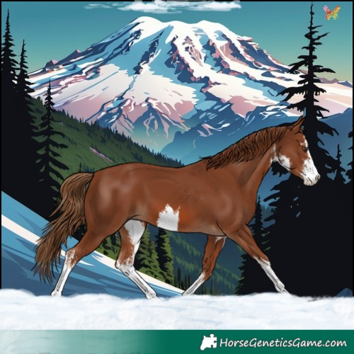 Horse Color:White Spotted Chestnut 