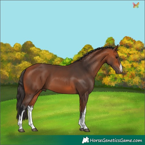 Horse Color:White Spotted Bay 