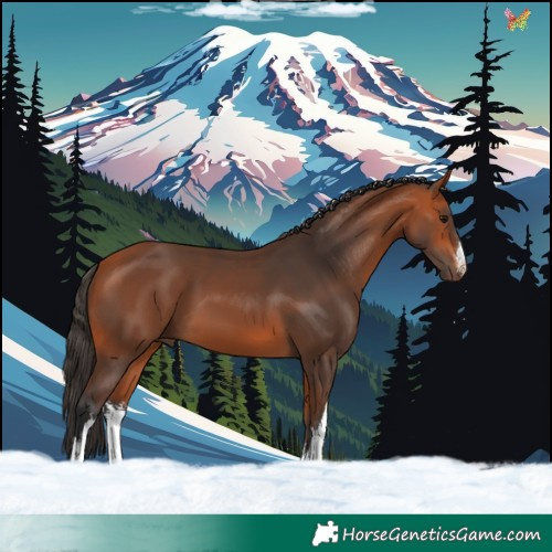 Horse Color:White Spotted Bay 