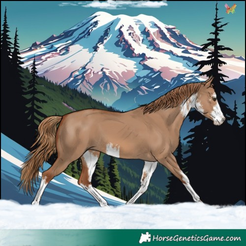 Horse Color:White Spotted Red Dun 