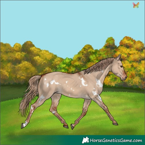 Horse Color:White Spotted Red Dun 