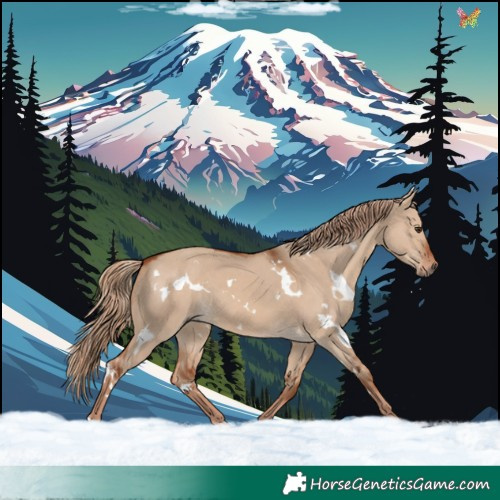 Horse Color:White Spotted Red Dun 