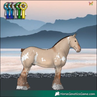 Horse Color:White Spotted Red Dun 