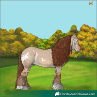 Horse Color:White Spotted Red Dun