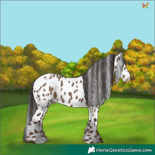 Horse Color:White Spotted Liver Red Dun Appaloosa 