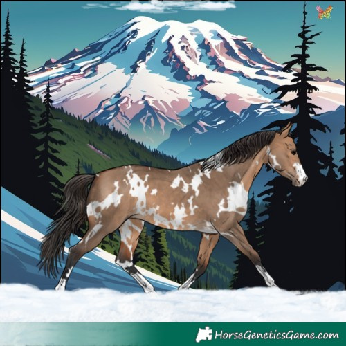 Horse Color:White Spotted Bay Dun 
