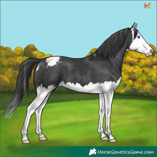 Horse Color:Black Splash Appaloosa 