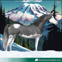 Horse Color:Black Splash Appaloosa 