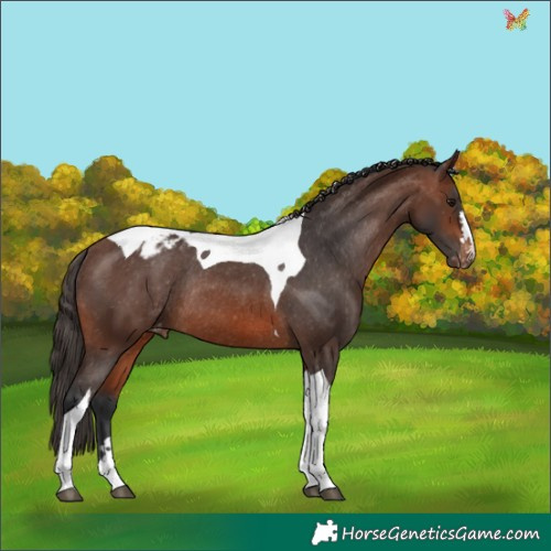 Horse Color:Brown Tobiano Appaloosa Rabicano 