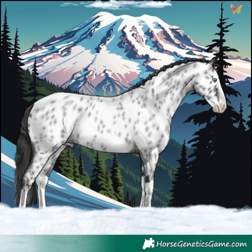 Horse Color:Blue Roan Splash Appaloosa Rabicano 
