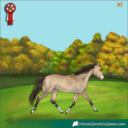Horse Color:Buckskin Dun 