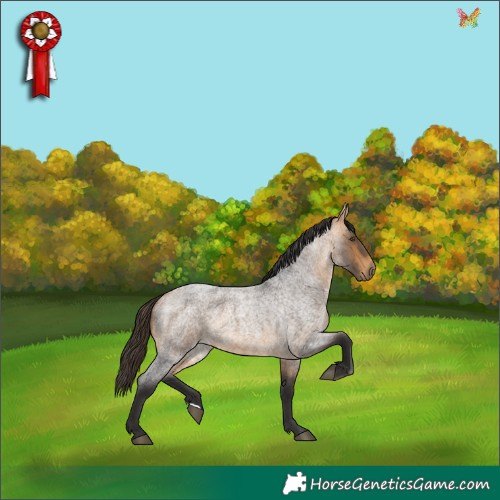 Horse Color:Buckskin Roan 