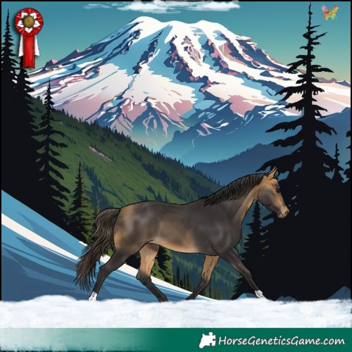 Horse Color:Buckskin 