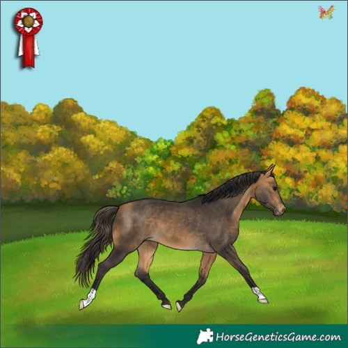 Horse Color:Buckskin 