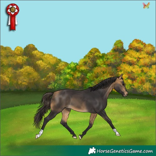 Horse Color:Buckskin 