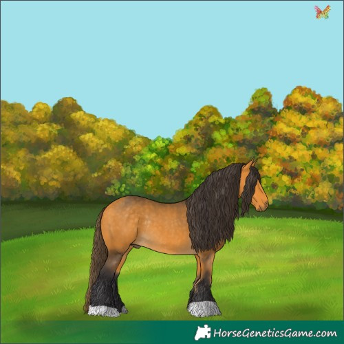 Horse Color:Buckskin Rabicano 