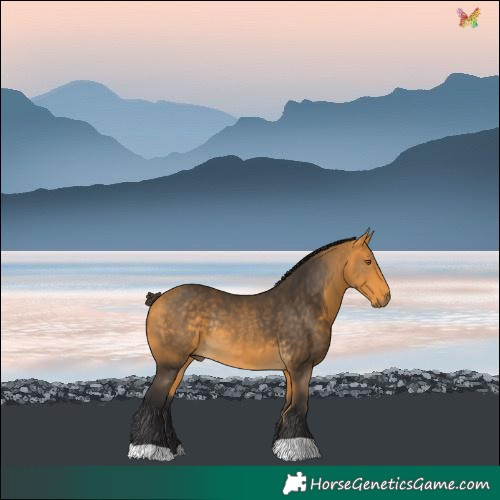 Horse Color:Buckskin Rabicano 