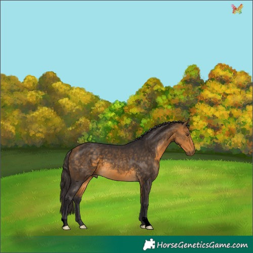 Horse Color:Void Buckskin 