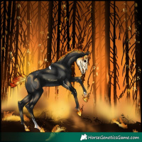 Horse Color:Black Tobiano 