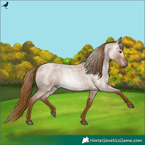 Horse Color:Gray Red Roan 