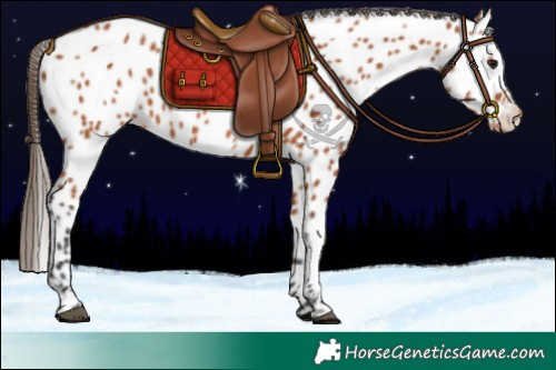 Horse Color:Bay Appaloosa 