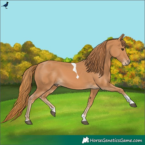 Horse Color:Chestnut Tobiano