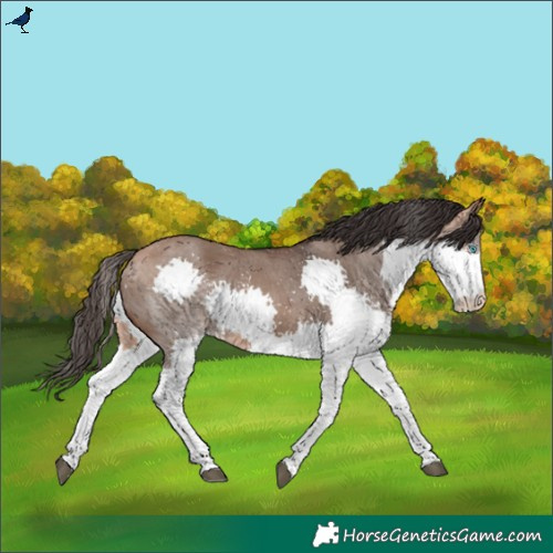Horse Color:Bay Dun Splash Rabicano 