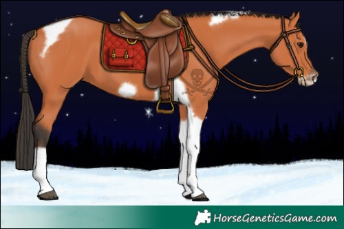 Horse Color:Bay Tobiano Frame 