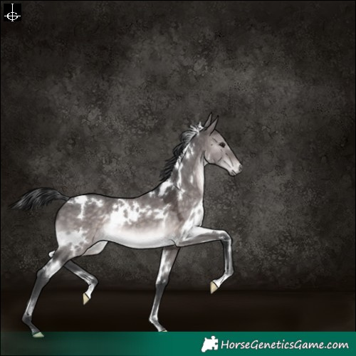 Horse Color:Platinum White Spotted Brown Dun 