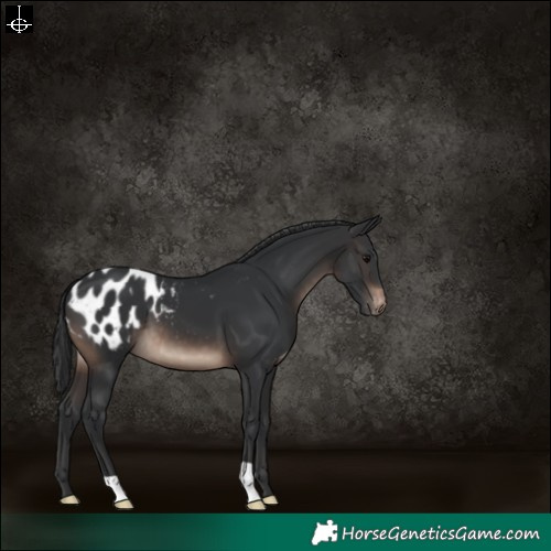 Horse Color:Brown Appaloosa 
