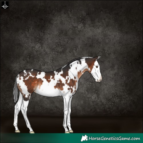 Horse Color:White Spotted Brown Splash 