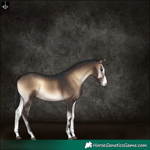 Horse Color:Brown Onyx Appaloosa 